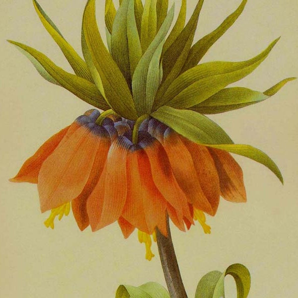 Red Crown Imperial Fritillaria Imperialis Wild Flower Vintage Lithograph Poster Print Redoute Botanical Lithograph To Frame 8