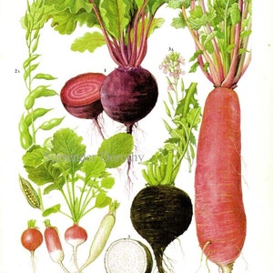 Beet Radish Chart Root Vegetable Food Botanical Lithograph Illustration For Your Vintage Kitchen 171 image 2