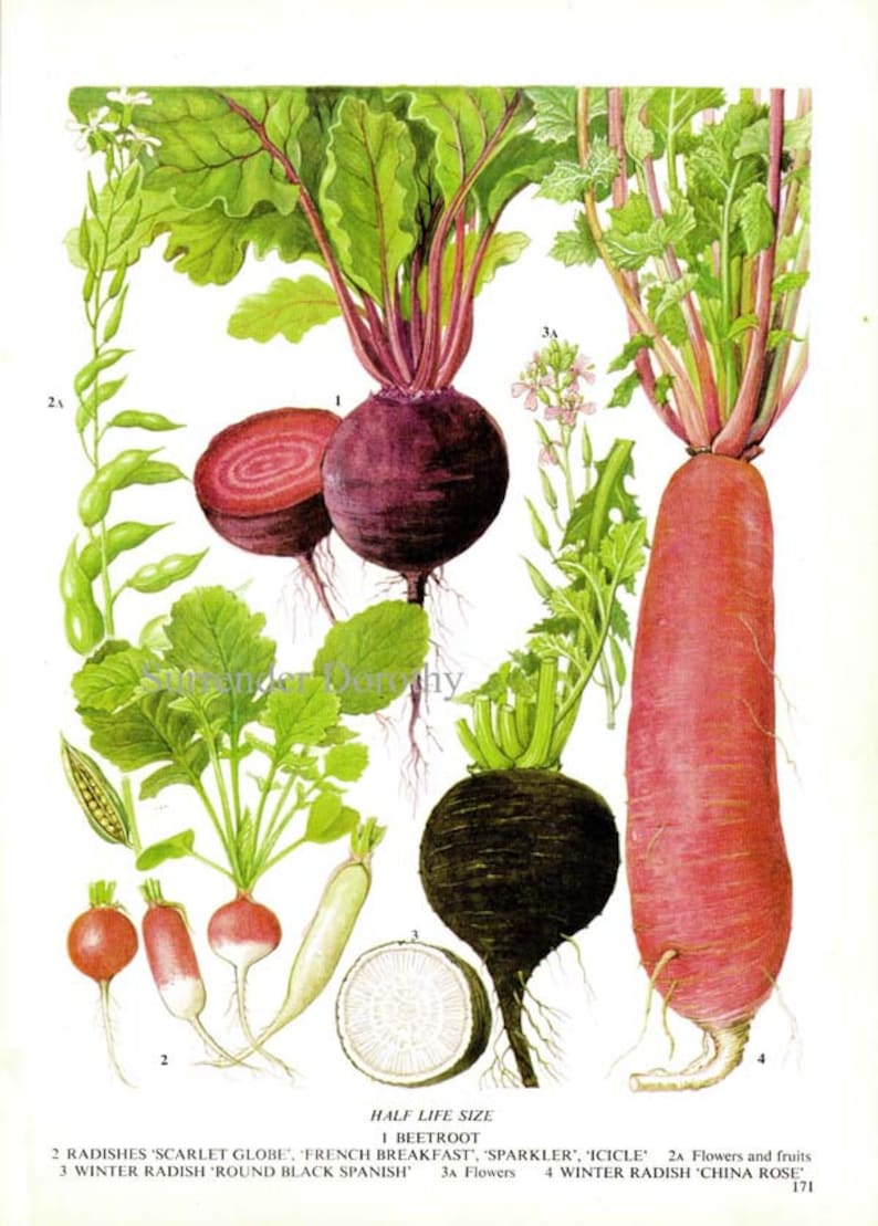 Beet Radish Chart Root Vegetable Food Botanical Lithograph Illustration For Your Vintage Kitchen 171 image 2