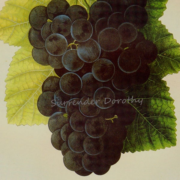 Concord Grape Prestele Vintage Agriculture Poster Print  Botanical Lithograph To Frame 58