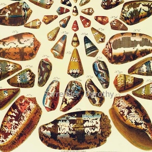 May include: A vintage illustration of a collection of seashells. The shells are various shapes and sizes, with intricate patterns and colours. The illustration is on a cream-coloured background.