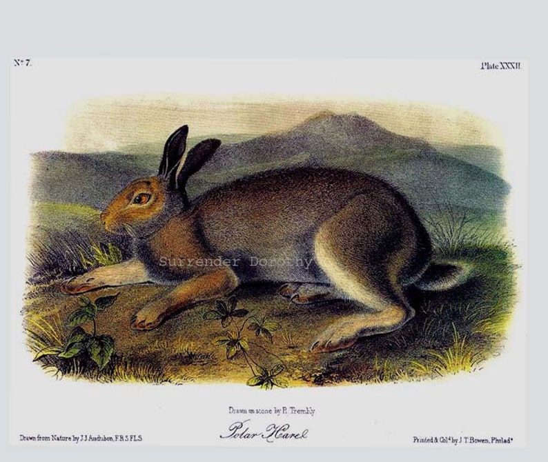 Polar Hare Audubon Wild Animal Natural History Lithograph Print To Frame image 3