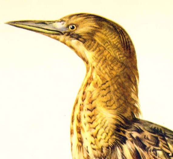 Bittern Heron Botaurus Stellaris Marsh Bird European Etsy New Zealand