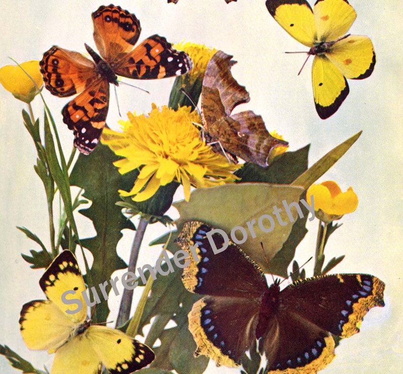 Butterfly Family 1900 Entomology Edwardian Natural History Antique Rotogravure Print Illustration To Frame I