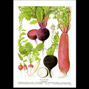 Beet Radish Chart Root Vegetable Food Botanical Lithograph Illustration For Your Vintage Kitchen 171 image 3