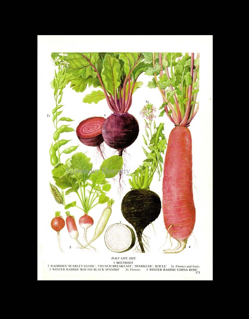 Beet Radish Chart Root Vegetable Food Botanical Lithograph Illustration For Your Vintage Kitchen 171 image 3