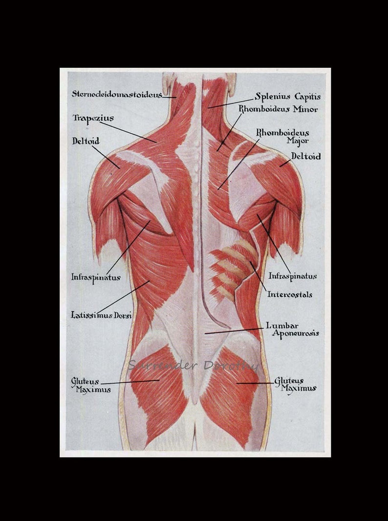 Muscles Back Posterior Human Anatomy Vintage Medical Chart | Etsy