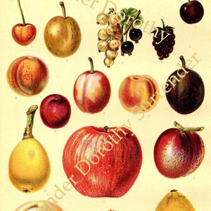 Frutas familiares Cromolitografía botánica Ilustración 1906 Edwardian Fruity Goodness To Frame