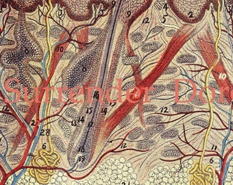 Dermatology Medical Chart  Skin Human Anatomy 1920 Vintage Color Lithograph To Frame