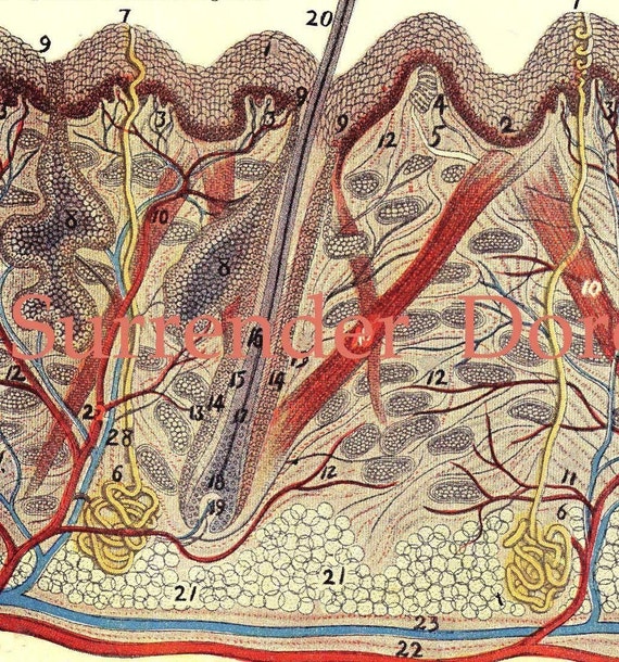 Vintage Medical Charts