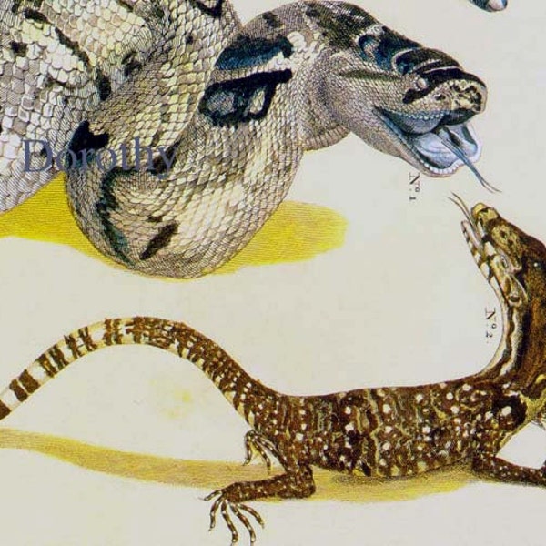 Snake Versus Lizard Serpent Herpetology Seba Natural History Lithograph Chart Poster Print To Frame