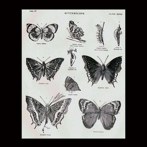 Schmetterlinge XXVIII 1892 Viktorianische Entomologie Antike Karte Von Hübschen Insekten Zum Rahmen Schwarz & Weiß Bild 4