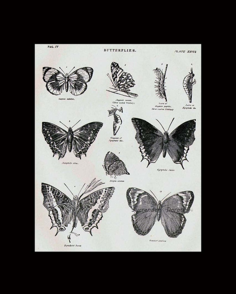 Schmetterlinge XXVIII 1892 Viktorianische Entomologie Antike Karte Von Hübschen Insekten Zum Rahmen Schwarz & Weiß Bild 4