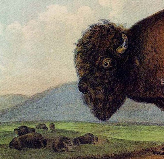 Bison Buffalo American Audubon Wild Animal Vintage Lithograph