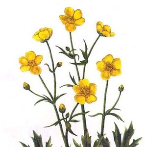 Buttercup Ranunculus Acris Vintage 1955 Botanical Lithograph Art Print To Frame 117 image 1