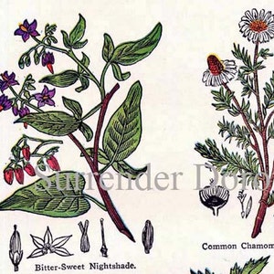 May include: An illustration of two plants, Bitter-Sweet Nightshade and Common Chamomile. The Bitter-Sweet Nightshade has purple flowers and green leaves. The Common Chamomile has white flowers with yellow centers and green leaves.