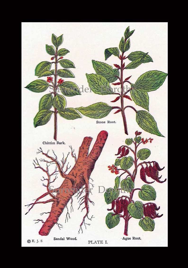 Sandalwood Chittim Stone Root Ague Healing Medicinal Plants 1907 ...