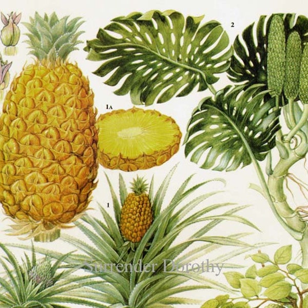 Ananas Ceriman Sour Sop & Cherimoya Tropical Fruit Flower Chart Food Botanische Lithografie Illustration für Deine Vintage Küche 97