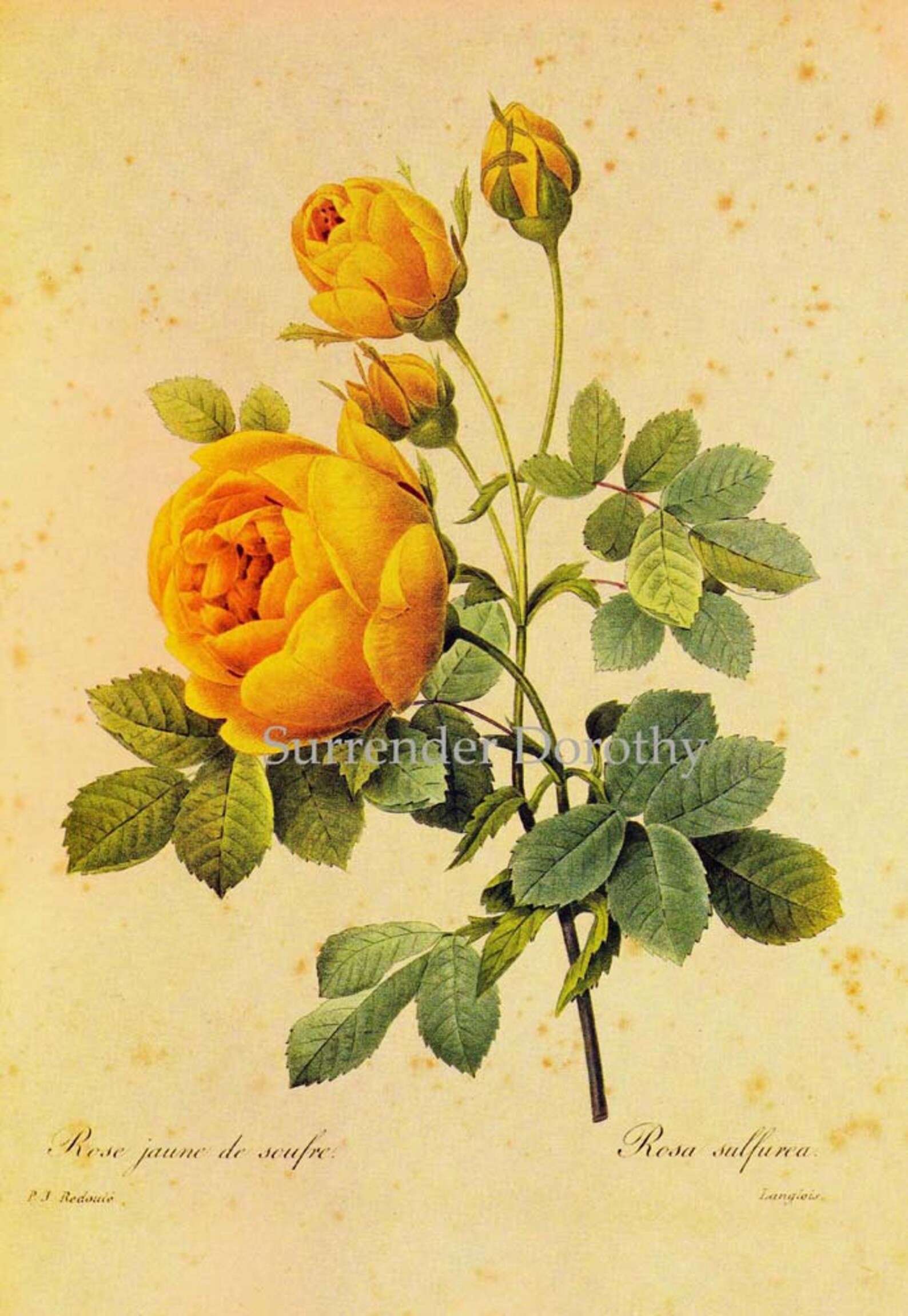 Yellow Sulphur Rose Rosa Hemisphaerica Vintage Flower by Redoute ...