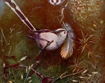 Longtailed Tits Building Their Nest Lithograph Chart To Frame 1960s European Ornithology 63