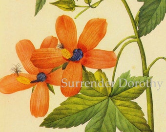 Hibiscus Tree Mallow Latatera Phoenicia Flowers Vintage Illustration Wildflower Lithograph Redoute Botanical Print To Frame 59