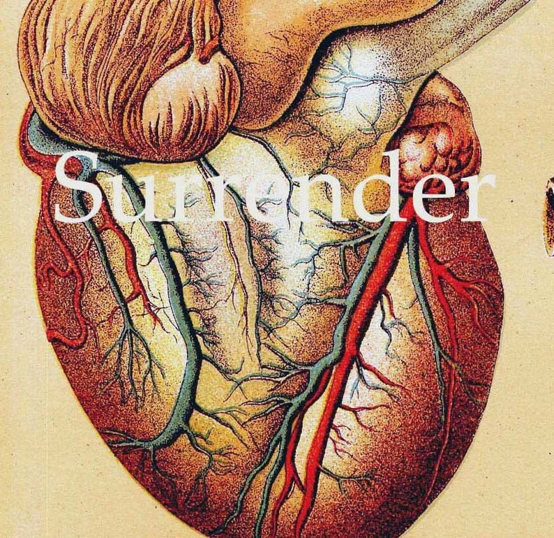 Human Anatomy Heart Liver Stomach Lung Vintage Medical Lithograph Chart 1908 Original image 1