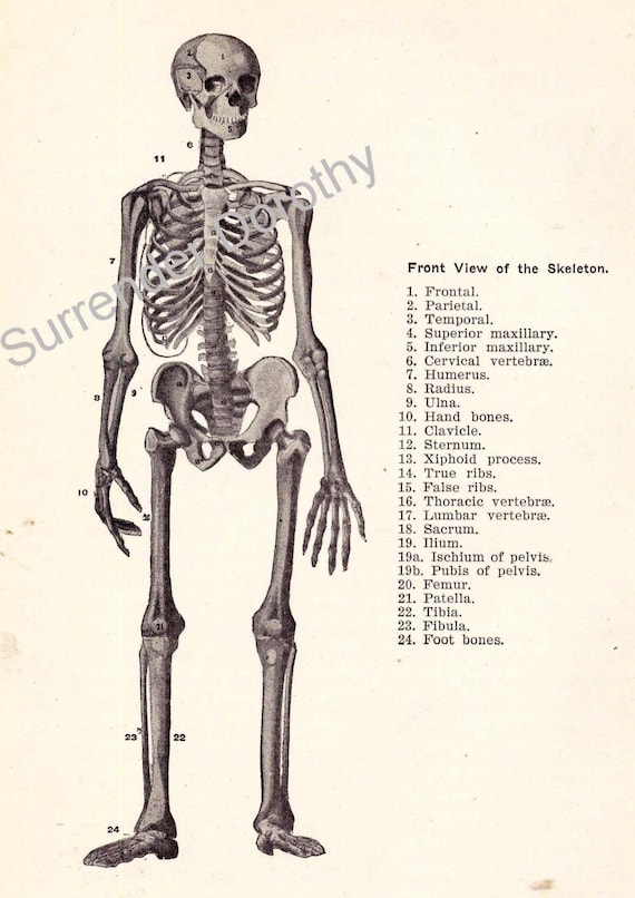 Human Anatomy Chart Bones