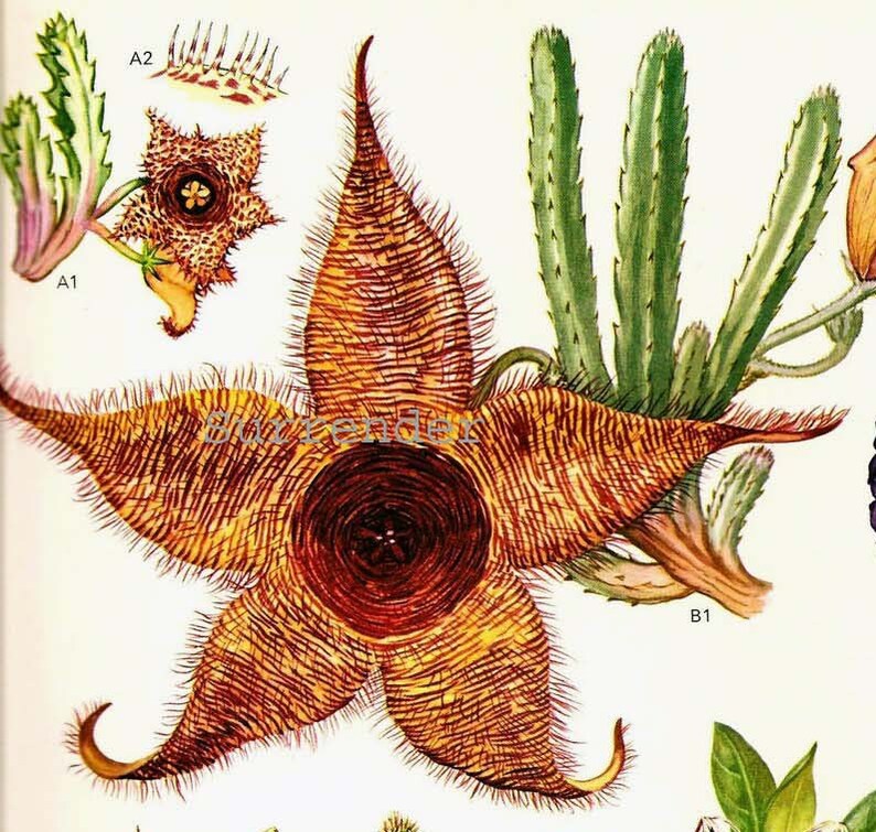 Cactus & Succulent Flowers Flowering Plants South African Botanical Exotica Vintage Illustration To Frame 78 image 1