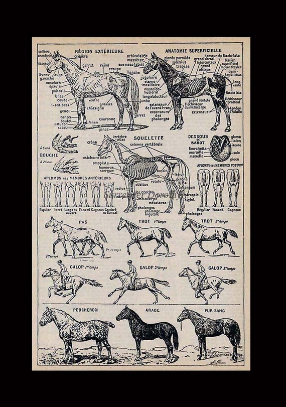 French Equine Anatomy Chart