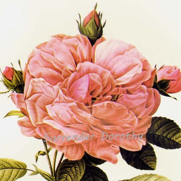 Gigantic French Rose Redoute Rosa Gallica Flore Giganteo Vintage Flower Botanical Lithograph Poster Print To Frame 134