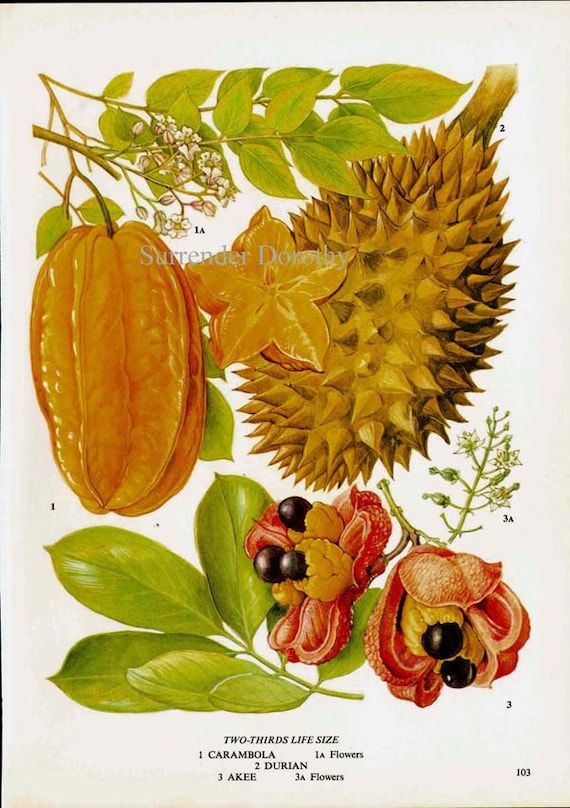 Star Fruit Carambola Durian Akee Tropical Fruit Flower Chart Food