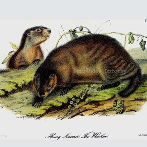 Woodchuck Groundhog Audubon Vintage Wild Animal Lithograph Natural History To Frame image 3