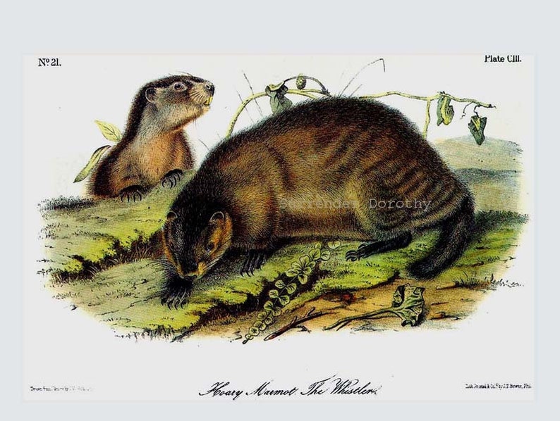 Woodchuck Groundhog Audubon Vintage Wild Animal Lithograph Natural History To Frame image 3