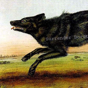 Op de afbeelding: Een zwarte wolf met een rode tong rent over een grasveld. De wolf is in de lucht, met zijn poten gestrekt. De achtergrond is een wazig landschap van bomen en lucht.