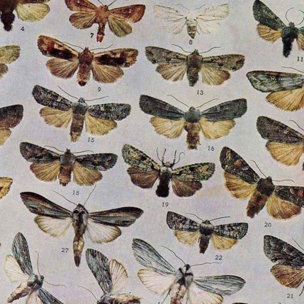 Graphiphora & Xylina Moth Chart Entomology Vintage Natural History 1900s Edwardian Rotogravure XXV Browns and Gray