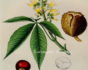 Ohio Buckeye Chestnut Tree Prestele Vintage Poster Print Botanical Lithograph To Frame 33