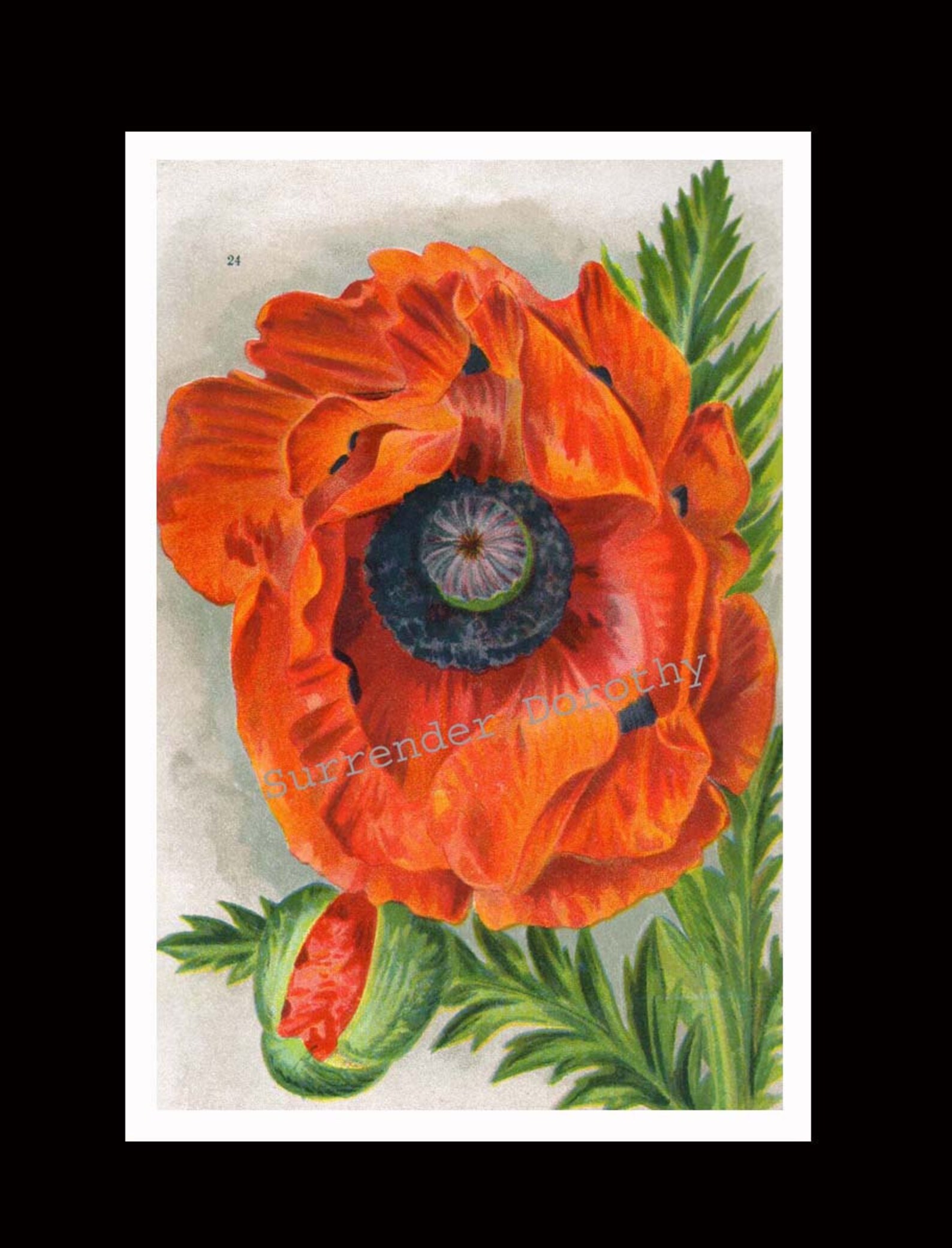 Oriental Poppy Flowers 1922 Jazz Age Botanical Lithograph Print for ...