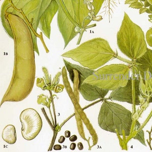 Feijão manteiga, feijão-lima e ervilhas, gráfico de alimentos, ilustração de litografia botânica vegetal para sua cozinha vintage 39