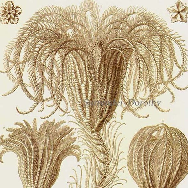 Seerosen oder Palmensterne Haeckel Druck Naturgeschichte Botanische Viktorianische Wissenschaftliche Lithographie Zum Einrahmen