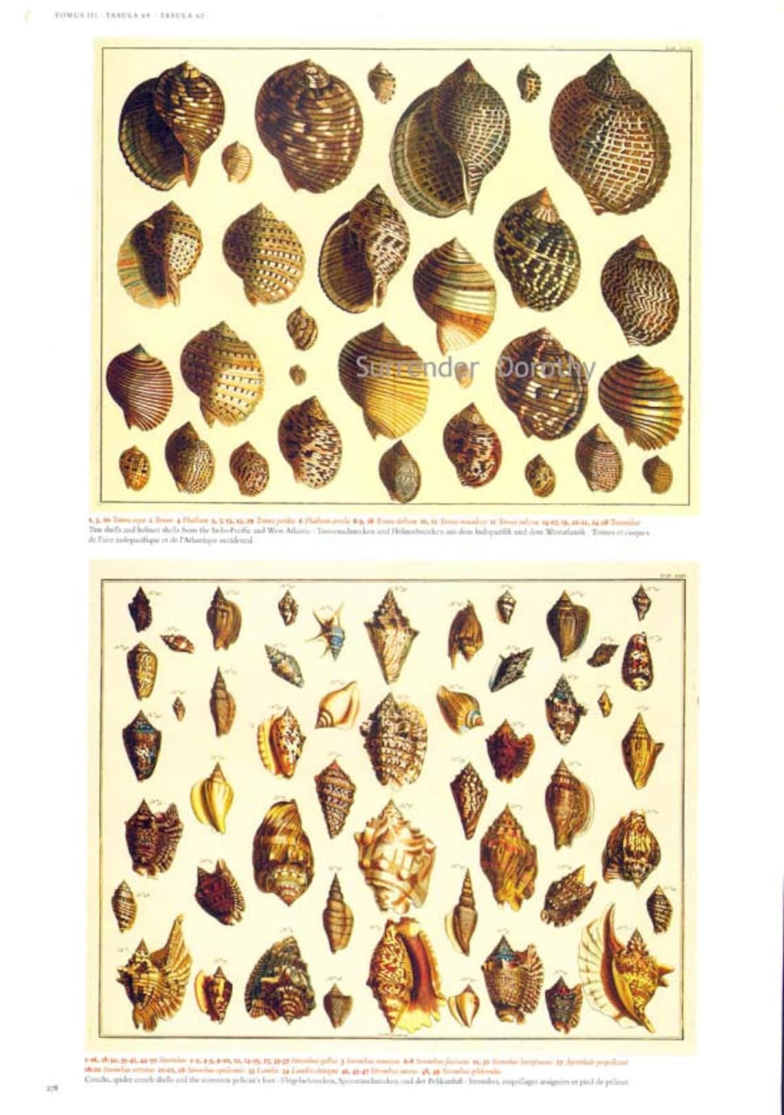 Helmet Tun Fig Shells North Atlantic, West Pacific Mediterranean ...