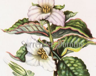 White Trillium Flower Botanical Print  Vintage Wildflower 1950s Perfect For Framing 25