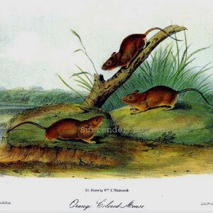 May include: A vintage illustration of three orange-colored mice in a natural setting. The mice are depicted on rocks and a branch, with green grass and a body of water in the background. The text "Orange Colored Mouse" is printed below the image.