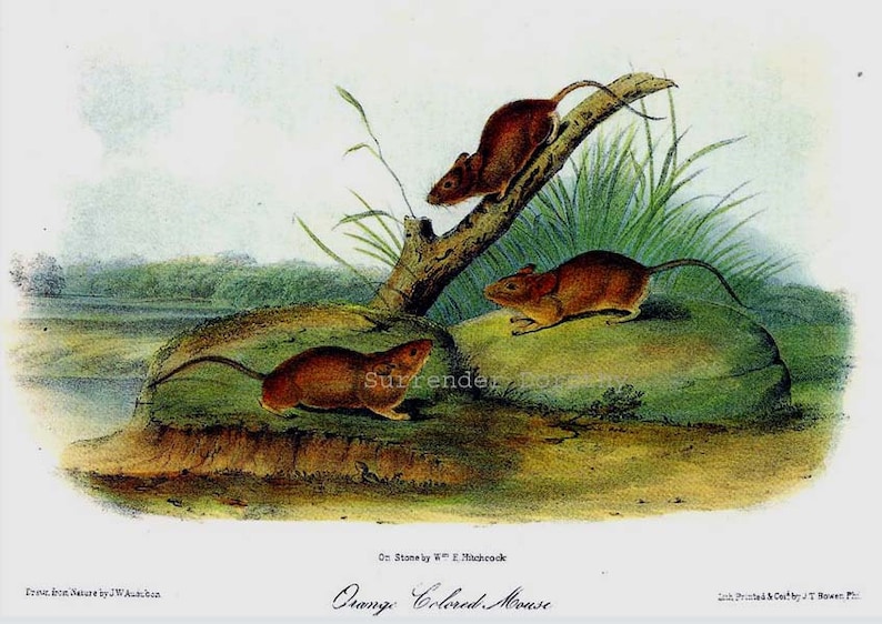 May include: A vintage illustration of three orange-colored mice in a natural setting. The mice are depicted on rocks and a branch, with green grass and a body of water in the background. The text "Orange Colored Mouse" is printed below the image.