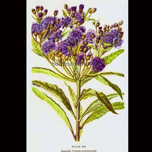 Ironweed Veronia Noveboracensis Flower Botanical 1950s Vintage Wildflower Art Print To Frame 209 image 4