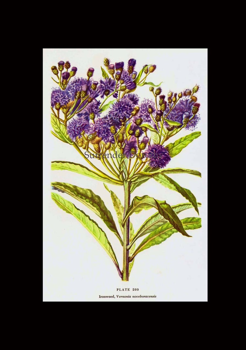 Ironweed Veronia Noveboracensis Flower Botanical 1950s Vintage Wildflower Art Print To Frame 209 image 4