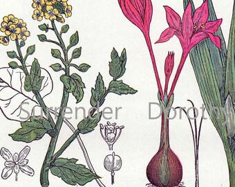 Knoblauch MeerrettichWiese Safran Scurvy Gras 1907 Heilpflanze Vintage Botanische Lithographie Zu Rahmen VII