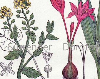 Garlic Horseradish Meadow Saffron Scurvy Grass 1907 Healing Medicinal Plant Vintage Botanical Lithograph To Frame VII