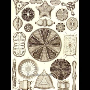 Diatomées Haeckel Microbiologie Imprimer Histoire naturelle Océanographie Victorienne Lithographie scientifique à encadrer image 4