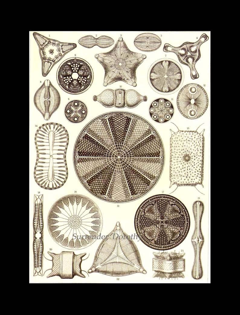 Diatomées Haeckel Microbiologie Imprimer Histoire naturelle Océanographie Victorienne Lithographie scientifique à encadrer image 4