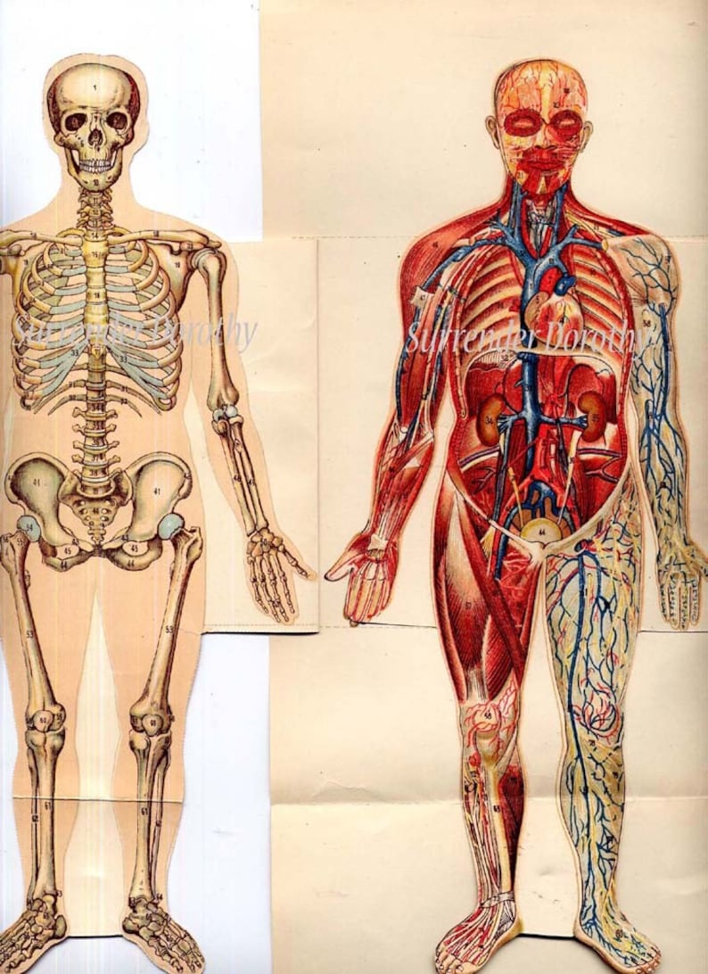 Human Anatomy Man Fold Out Medical Flip Chart 1922 Vintage | Etsy